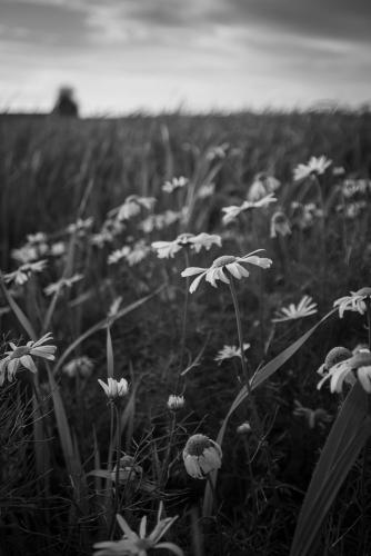 Haine-Saint-Pierre, ©L'art photographique by Florence